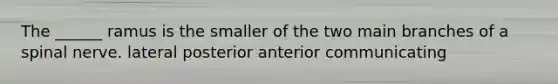 The ______ ramus is the smaller of the two main branches of a spinal nerve. lateral posterior anterior communicating