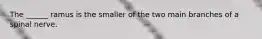 The ______ ramus is the smaller of the two main branches of a spinal nerve.