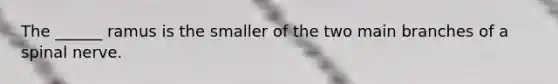 The ______ ramus is the smaller of the two main branches of a spinal nerve.