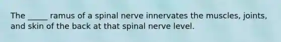 The _____ ramus of a spinal nerve innervates the muscles, joints, and skin of the back at that spinal nerve level.