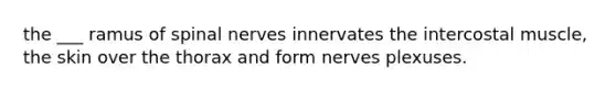 the ___ ramus of spinal nerves innervates the intercostal muscle, the skin over the thorax and form nerves plexuses.