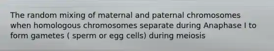 The random mixing of maternal and paternal chromosomes when homologous chromosomes separate during Anaphase I to form gametes ( sperm or egg cells) during meiosis