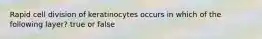 Rapid cell division of keratinocytes occurs in which of the following layer? true or false