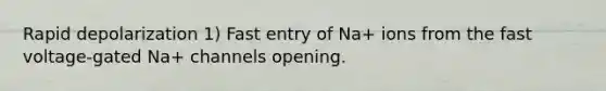 Rapid depolarization 1) Fast entry of Na+ ions from the fast voltage-gated Na+ channels opening.