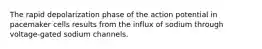 The rapid depolarization phase of the action potential in pacemaker cells results from the influx of sodium through voltage-gated sodium channels.