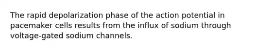 The rapid depolarization phase of the action potential in pacemaker cells results from the influx of sodium through voltage-gated sodium channels.