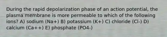 During the rapid depolarization phase of an action potential, the plasma membrane is more permeable to which of the following ions? A) sodium (Na+) B) potassium (K+) C) chloride (Cl-) D) calcium (Ca++) E) phosphate (PO4-)