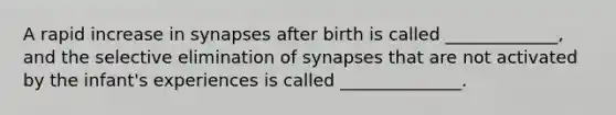 A rapid increase in synapses after birth is called _____________, and the selective elimination of synapses that are not activated by the infant's experiences is called ______________.