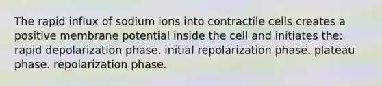 The rapid influx of sodium ions into contractile cells creates a positive membrane potential inside the cell and initiates the: rapid depolarization phase. initial repolarization phase. plateau phase. repolarization phase.