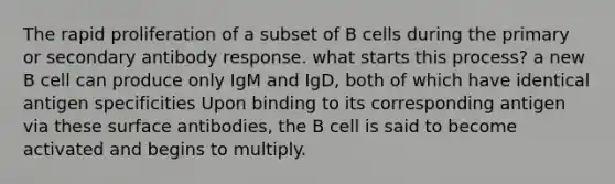 The rapid proliferation of a subset of B cells during the primary or secondary antibody response. what starts this process? a new B cell can produce only IgM and IgD, both of which have identical antigen specificities Upon binding to its corresponding antigen via these surface antibodies, the B cell is said to become activated and begins to multiply.