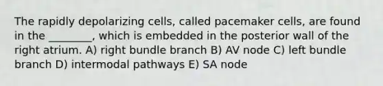 The rapidly depolarizing cells, called pacemaker cells, are found in the ________, which is embedded in the posterior wall of the right atrium. A) right bundle branch B) AV node C) left bundle branch D) intermodal pathways E) SA node