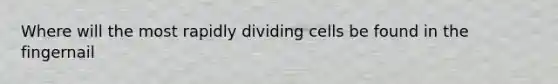 Where will the most rapidly dividing cells be found in the fingernail