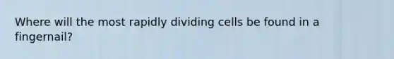 Where will the most rapidly dividing cells be found in a fingernail?