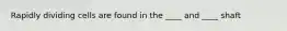 Rapidly dividing cells are found in the ____ and ____ shaft