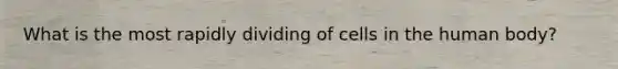 What is the most rapidly dividing of cells in the human body?