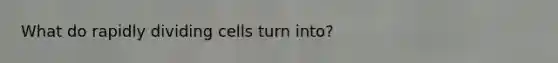 What do rapidly dividing cells turn into?