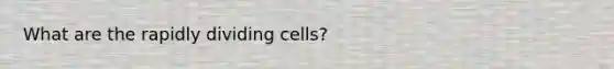 What are the rapidly dividing cells?