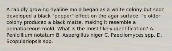 A rapidly growing hyaline mold began as a white colony but soon developed a black "pepper" effect on the agar surface. "e older colony produced a black matte, making it resemble a dematiaceous mold. What is the most likely identification? A. Penicillium notatum B. Aspergillus niger C. Paecilomyces spp. D. Scopulariopsis spp.