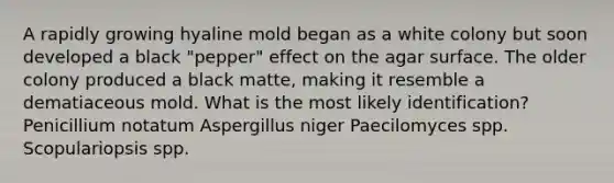 A rapidly growing hyaline mold began as a white colony but soon developed a black "pepper" effect on the agar surface. The older colony produced a black matte, making it resemble a dematiaceous mold. What is the most likely identification? Penicillium notatum Aspergillus niger Paecilomyces spp. Scopulariopsis spp.