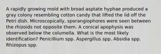 A rapidly growing mold with broad asptate hyphae produced a gray colony resembling cotton candy that lifted the lid off the Petri dish. Microscopically, sporangiophores were seen between the rhizoids not opposite them. A conical apophysis was observed below the columella. What is the most likely identification? Penicillium spp. Aspergillus spp. Absidia spp. Rhizopus spp.