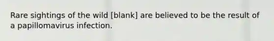 Rare sightings of the wild [blank] are believed to be the result of a papillomavirus infection.