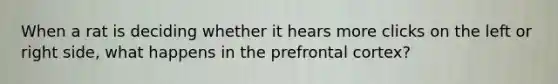 When a rat is deciding whether it hears more clicks on the left or right side, what happens in the prefrontal cortex?