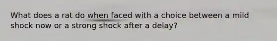 What does a rat do when faced with a choice between a mild shock now or a strong shock after a delay?