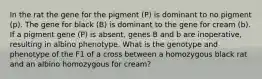 In the rat the gene for the pigment (P) is dominant to no pigment (p). The gene for black (B) is dominant to the gene for cream (b). If a pigment gene (P) is absent, genes B and b are inoperative, resulting in albino phenotype. What is the genotype and phenotype of the F1 of a cross between a homozygous black rat and an albino homozygous for cream?