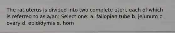 The rat uterus is divided into two complete uteri, each of which is referred to as a/an: Select one: a. fallopian tube b. jejunum c. ovary d. epididymis e. horn