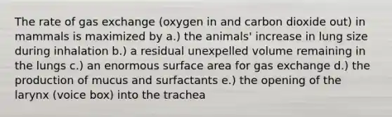 The rate of gas exchange (oxygen in and carbon dioxide out) in mammals is maximized by a.) the animals' increase in lung size during inhalation b.) a residual unexpelled volume remaining in the lungs c.) an enormous surface area for gas exchange d.) the production of mucus and surfactants e.) the opening of the larynx (voice box) into the trachea