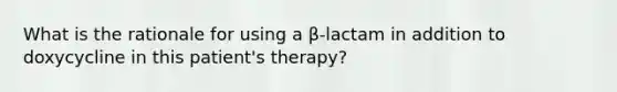 What is the rationale for using a β-lactam in addition to doxycycline in this patient's therapy?