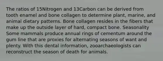 The ratios of 15Nitrogen and 13Carbon can be derived from tooth enamel and bone collagen to determine plant, marine, and animal dietary patterns. Bone collagen resides in the fibers that make up the outside layer of hard, compact bone. Seasonality Some mammals produce annual rings of cementum around the gum line that are proxies for alternating seasons of want and plenty. With this dental information, zooarchaeologists can reconstruct the season of death for animals.