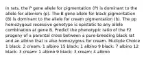 In rats, the P gene allele for pigmentation (P) is dominant to the allele for albinism (p). The B gene allele for black pigmentation (B) is dominant to the allele for cream pigmentation (b). The pp homozygous recessive genotype is epistatic to any allele combination at gene B. Predict the phenotypic ratio of the F2 progeny of a parental cross between a pure-breeding black rat and an albino that is also homozygous for cream. Multiple Choice 1 black: 2 cream: 1 albino 15 black: 1 albino 9 black: 7 albino 12 black: 3 cream: 1 albino 9 black: 3 cream: 4 albino