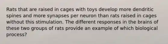 Rats that are raised in cages with toys develop more dendritic spines and more synapses per neuron than rats raised in cages without this stimulation. The different responses in the brains of these two groups of rats provide an example of which biological process?