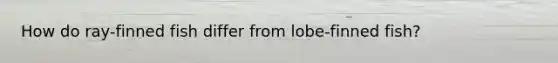 How do ray-finned fish differ from lobe-finned fish?