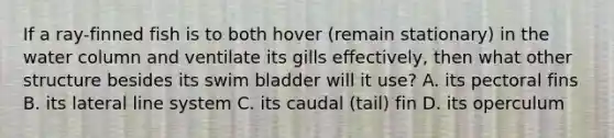 If a ray-finned fish is to both hover (remain stationary) in the water column and ventilate its gills effectively, then what other structure besides its swim bladder will it use? A. its pectoral fins B. its lateral line system C. its caudal (tail) fin D. its operculum