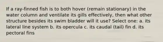 If a ray-finned fish is to both hover (remain stationary) in the water column and ventilate its gills effectively, then what other structure besides its swim bladder will it use? Select one: a. its lateral line system b. its opercula c. its caudal (tail) fin d. its pectoral fins