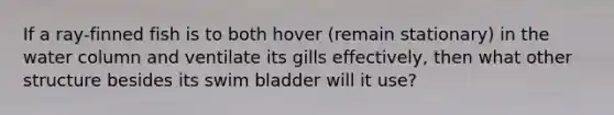 If a ray-finned fish is to both hover (remain stationary) in the water column and ventilate its gills effectively, then what other structure besides its swim bladder will it use?