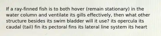 If a ray-finned fish is to both hover (remain stationary) in the water column and ventilate its gills effectively, then what other structure besides its swim bladder will it use? its opercula its caudal (tail) fin its pectoral fins its lateral line system its heart