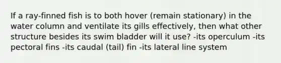 If a ray-finned fish is to both hover (remain stationary) in the water column and ventilate its gills effectively, then what other structure besides its swim bladder will it use? -its operculum -its pectoral fins -its caudal (tail) fin -its lateral line system