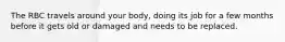 The RBC travels around your body, doing its job for a few months before it gets old or damaged and needs to be replaced.