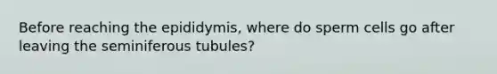 Before reaching the epididymis, where do sperm cells go after leaving the seminiferous tubules?