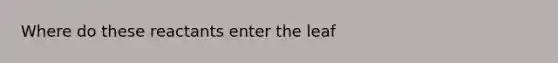 Where do these reactants enter the leaf