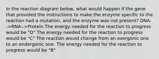 In the reaction diagram below, what would happen if the gene that provided the instructions to make the enzyme specific to the reaction had a mutation, and the enzyme was not present? DNA-->RNA-->Protein The energy needed for the reaction to progress would be "D" The energy needed for the reaction to progress would be "C" The reaction would change from an exergonic one to an endergonic one. The energy needed for the reaction to progress would be "B"