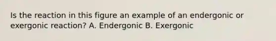 Is the reaction in this figure an example of an endergonic or exergonic reaction? A. Endergonic B. Exergonic