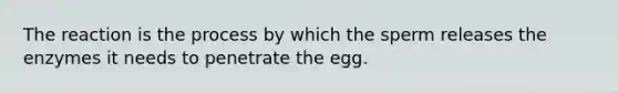 The reaction is the process by which the sperm releases the enzymes it needs to penetrate the egg.