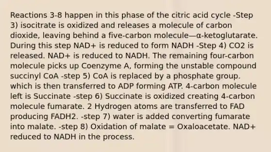 Reactions 3-8 happen in this phase of the citric acid cycle -Step 3) isocitrate is oxidized and releases a molecule of carbon dioxide, leaving behind a five-carbon molecule—α-ketoglutarate. During this step NAD+ is reduced to form NADH -Step 4) CO2 is released. NAD+ is reduced to NADH. The remaining four-carbon molecule picks up Coenzyme A, forming the unstable compound succinyl CoA -step 5) CoA is replaced by a phosphate group. which is then transferred to ADP forming ATP. 4-carbon molecule left is Succinate -step 6) Succinate is oxidized creating 4-carbon molecule fumarate. 2 Hydrogen atoms are transferred to FAD producing FADH2. -step 7) water is added converting fumarate into malate. -step 8) Oxidation of malate = Oxaloacetate. NAD+ reduced to NADH in the process.