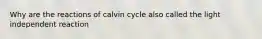 Why are the reactions of calvin cycle also called the light independent reaction