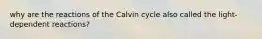 why are the reactions of the Calvin cycle also called the light-dependent reactions?