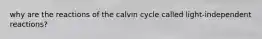 why are the reactions of the calvin cycle called light-independent reactions?